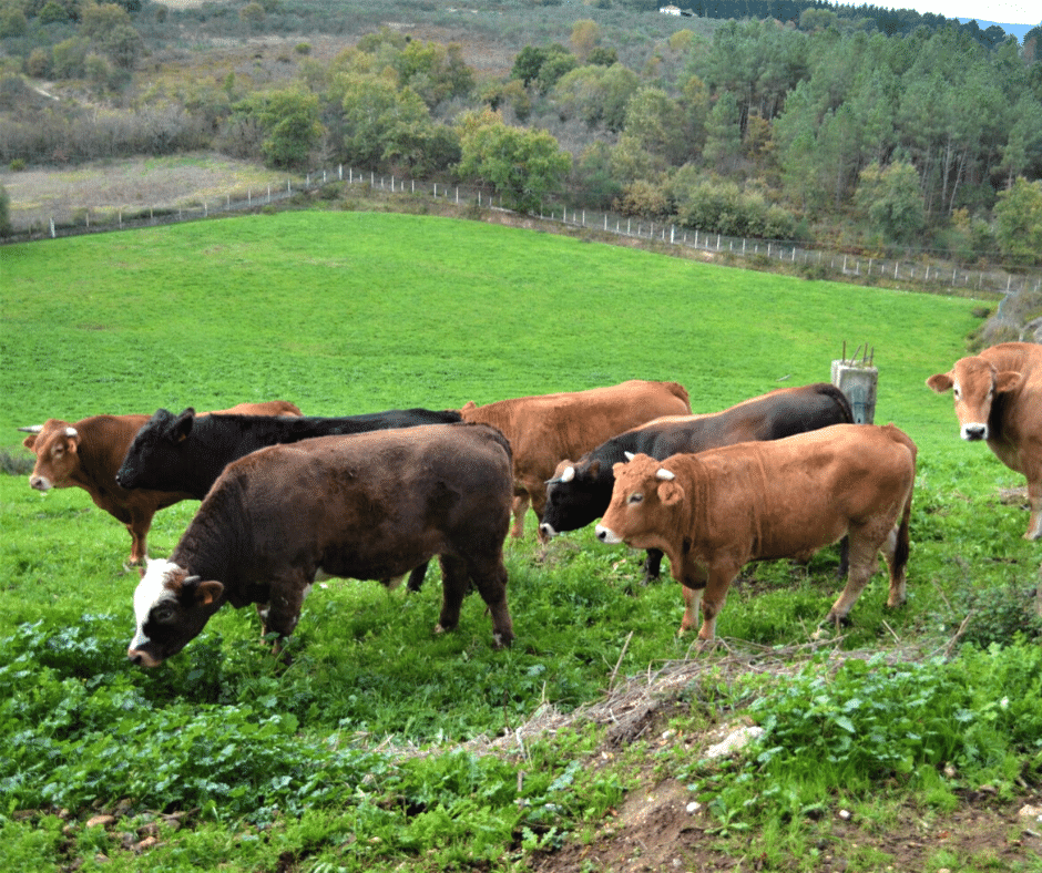 viande de galice premium